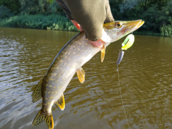 Фото силіконової приманки Awaruna. Відгук про приманку Awaruna фото № 3