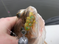 Фото силіконової приманки Bugsy. Відгук про приманку Bugsy фото № 2