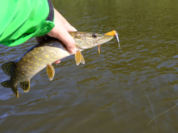 Фото силіконової приманки Tanta. Відгук про приманку Tanta фото № 1