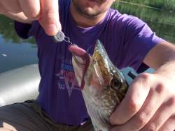 Фото силіконової приманки Awaruna. Відгук про приманку Awaruna фото № 2