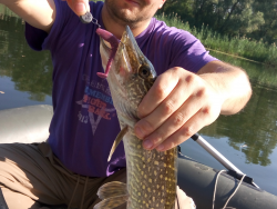 Фото силіконової приманки Awaruna. Відгук про приманку Awaruna фото № 1