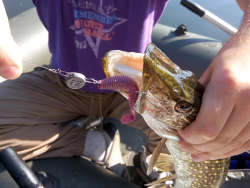 Фото силіконової приманки Awaruna. Відгук про приманку Awaruna фото № 3