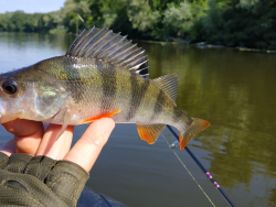 Фото силіконової приманки Awaruna. Відгук про приманку Awaruna фото № 1