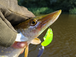 Фото силіконової приманки Awaruna. Відгук про приманку Awaruna фото № 2