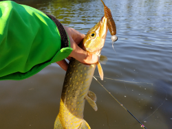 Фото силіконової приманки Tanta. Відгук про приманку Tanta фото № 2